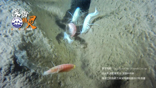 已编辑图片