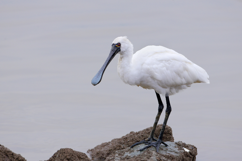 黑脸琵鹭-深圳湾 一级.jpg