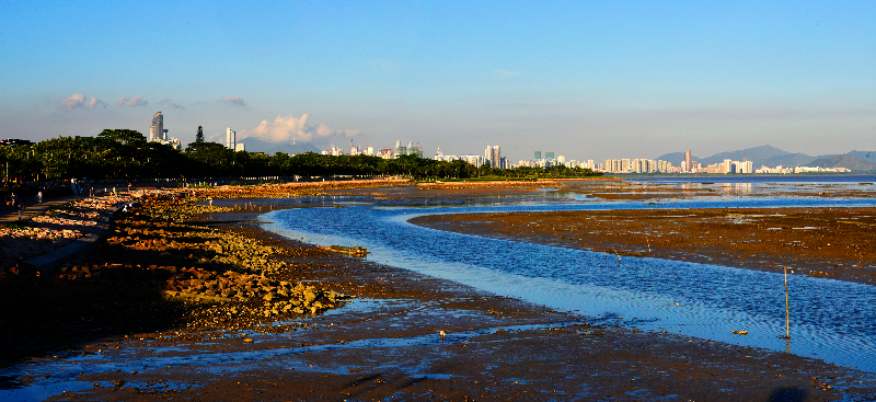 深圳湾.jpg