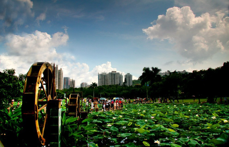 洪湖公园-荷塘湿地景观  (27).jpg