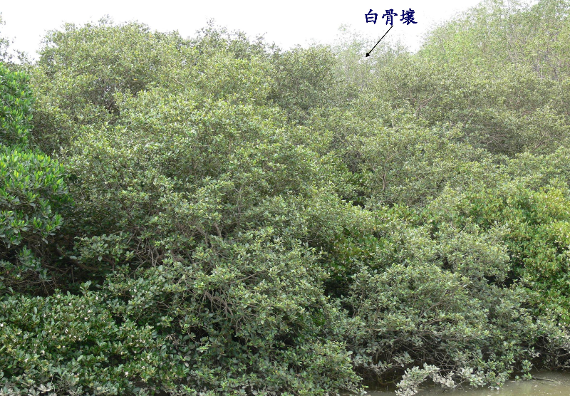 白骨壤.jpeg