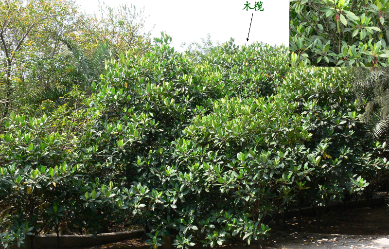 木揽.jpeg