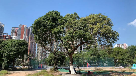已编辑图片